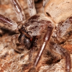 Isopeda canberrana at Melba, ACT - 1 Jan 2021