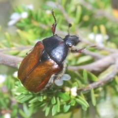 Bisallardiana gymnopleura (Brown flower chafer) at Jindabyne, NSW - 12 Jan 2021 by Harrisi