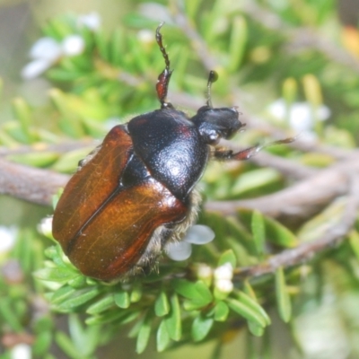 Bisallardiana gymnopleura (Brown flower chafer) at Jindabyne, NSW - 12 Jan 2021 by Harrisi