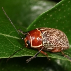 Aporocera (Aporocera) sculptilis (Leaf beetle) at Melba, ACT - 1 Jan 2021 by kasiaaus