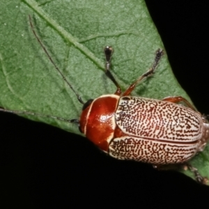 Aporocera (Aporocera) sculptilis at Melba, ACT - 1 Jan 2021 01:29 AM