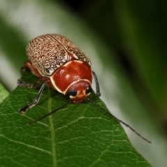 Aporocera (Aporocera) sculptilis at Melba, ACT - 1 Jan 2021