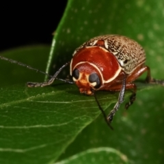 Aporocera (Aporocera) sculptilis at Melba, ACT - 1 Jan 2021