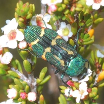 Castiarina flavoviridis (A jewel beetle) at Kosciuszko National Park - 13 Jan 2021 by Harrisi