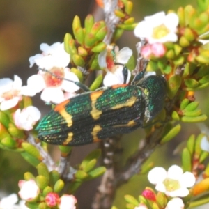 Castiarina flavoviridis at Kosciuszko National Park, NSW - 13 Jan 2021 01:47 PM