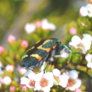 Castiarina flavoviridis at Kosciuszko National Park, NSW - 13 Jan 2021