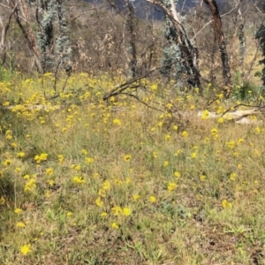 Podolepis hieracioides at Mount Clear, ACT - 7 Jan 2021