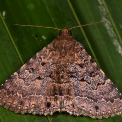 Diatenes aglossoides (An Erebid Moth) at Melba, ACT - 1 Jan 2021 by kasiaaus