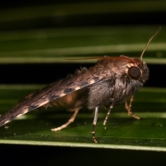 Diatenes aglossoides at Melba, ACT - 1 Jan 2021