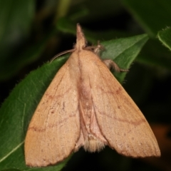Pararguda nasuta (Wattle Snout Moth) at Melba, ACT - 1 Jan 2021 by kasiaaus