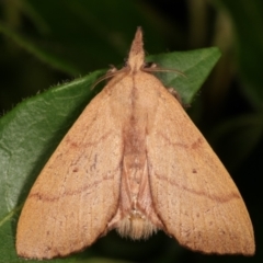 Pararguda nasuta at Melba, ACT - 1 Jan 2021 09:39 PM