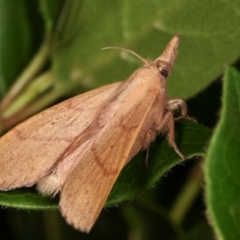 Pararguda nasuta at Melba, ACT - 1 Jan 2021 09:39 PM