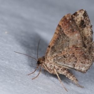 Epyaxa subidaria at Melba, ACT - 1 Jan 2021 09:42 PM