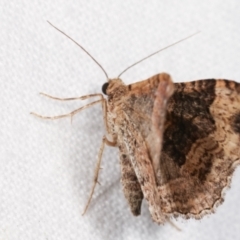 Epyaxa subidaria at Melba, ACT - 1 Jan 2021 09:42 PM