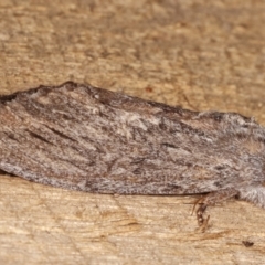 Destolmia lineata (Streaked Notodontid Moth) at Melba, ACT - 1 Jan 2021 by kasiaaus