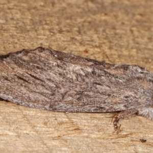 Destolmia lineata at Melba, ACT - 1 Jan 2021 09:49 PM