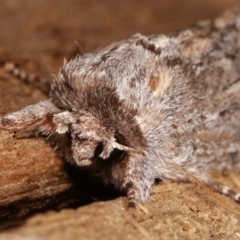 Destolmia lineata at Melba, ACT - 1 Jan 2021 09:49 PM