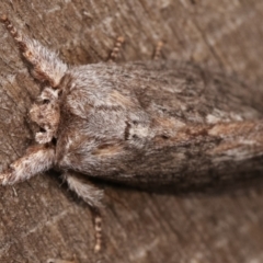 Destolmia lineata at Melba, ACT - 1 Jan 2021 09:49 PM