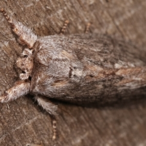 Destolmia lineata at Melba, ACT - 1 Jan 2021 09:49 PM