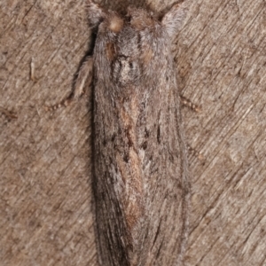 Destolmia lineata at Melba, ACT - 1 Jan 2021 09:49 PM