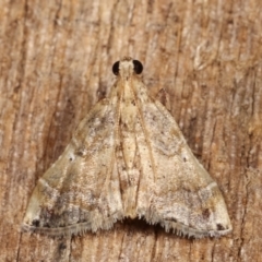 Scenedra decoratalis (A Pyralid moth) at Melba, ACT - 1 Jan 2021 by kasiaaus