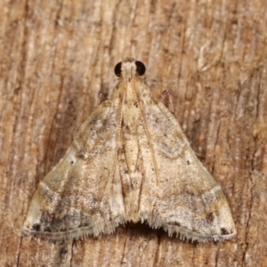 Scenedra decoratalis at Melba, ACT - 1 Jan 2021 11:41 PM