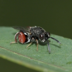 Chalcididae (family) (Unidentified chalcid wasp) at Acton, ACT - 8 Jan 2021 by TimL