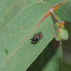 Chalcididae (family) at Acton, ACT - 8 Jan 2021