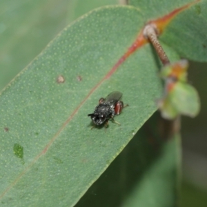 Chalcididae (family) at Acton, ACT - 8 Jan 2021