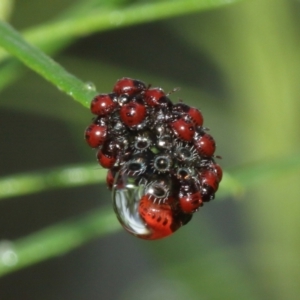 Pentatomidae (family) at Acton, ACT - 3 Jan 2021