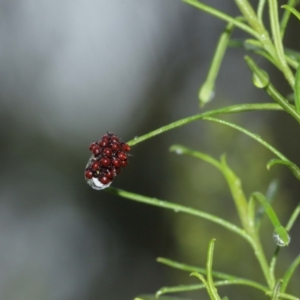 Pentatomidae (family) at Acton, ACT - 3 Jan 2021 11:39 AM