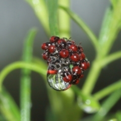 Pentatomidae (family) at Acton, ACT - 3 Jan 2021 11:39 AM