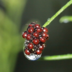 Pentatomidae (family) at Acton, ACT - 3 Jan 2021