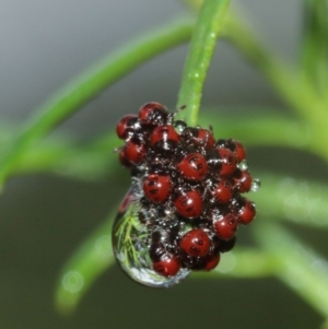 Pentatomidae (family) at Acton, ACT - 3 Jan 2021