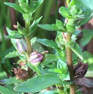 Gratiola pumilo at Majura, ACT - 13 Jan 2021