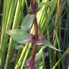 Gratiola pumilo at Majura, ACT - 13 Jan 2021 07:02 PM