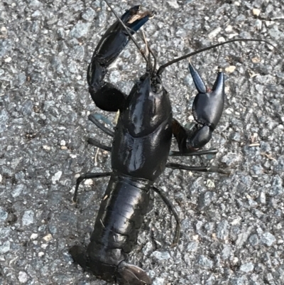 Cherax destructor (Common Yabby) at Lake Ginninderra - 13 Jan 2021 by davebatho