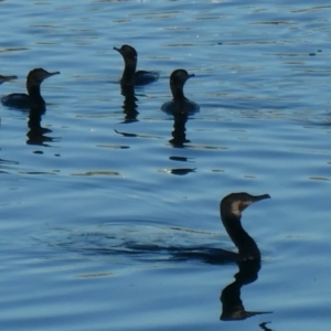 Phalacrocorax sulcirostris at Coombs, ACT - 14 Jan 2021