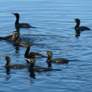 Phalacrocorax sulcirostris at Coombs, ACT - 14 Jan 2021