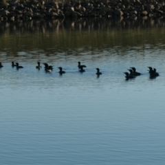 Phalacrocorax sulcirostris at Coombs, ACT - 14 Jan 2021