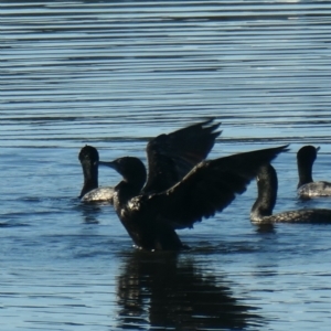 Phalacrocorax sulcirostris at Coombs, ACT - 14 Jan 2021