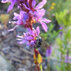 Thyreus caeruleopunctatus (Chequered cuckoo bee) at ANBG - 13 Jan 2021 by HelenCross