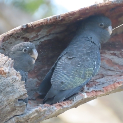 Callocephalon fimbriatum (Gang-gang Cockatoo) at O'Malley, ACT - 13 Jan 2021 by roymcd