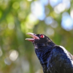 Eudynamys orientalis (Pacific Koel) at Acton, ACT - 14 Jan 2021 by HelenCross