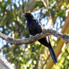 Eudynamys orientalis at Acton, ACT - 14 Jan 2021 08:42 AM