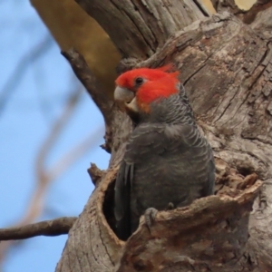 Callocephalon fimbriatum at Garran, ACT - 13 Jan 2021