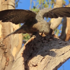 Callocephalon fimbriatum at Garran, ACT - suppressed