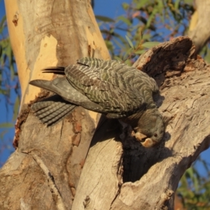 Callocephalon fimbriatum at Garran, ACT - 13 Jan 2021