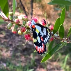 Delias aganippe (Spotted Jezebel) at Murrumbateman, NSW - 13 Jan 2021 by SimoneC