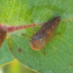 Brunotartessus fulvus (Yellow-headed Leafhopper) at Holt, ACT - 14 Jan 2021 by trevorpreston